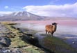 Bolivija Bol lake