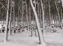 Zlatni rat snow