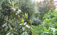 Garden ground floor at Zlatni Bol
