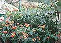 Murvica garden Murvica garden Brac