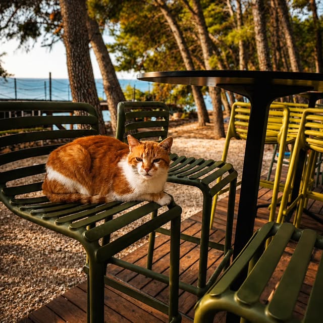 A cat resting in the outdoor seating area beside the sea